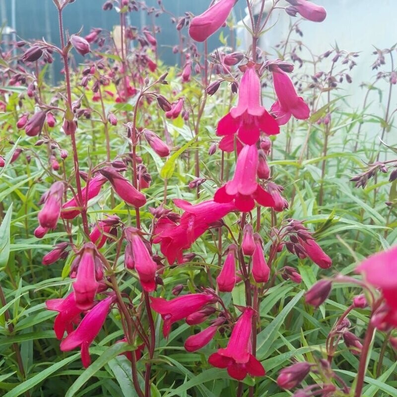 Penstemon 'Garnet'