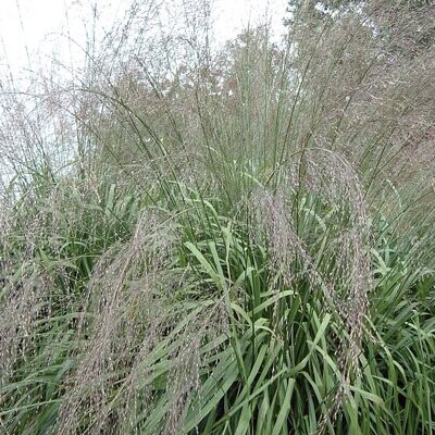 Molinia Grasses