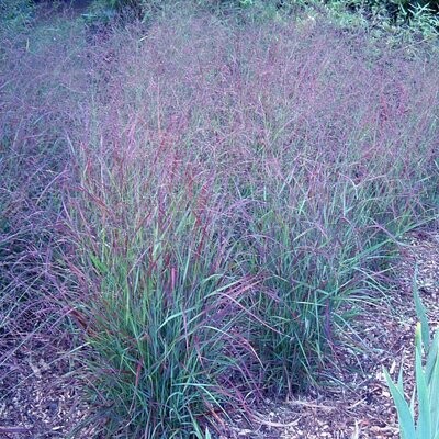 Panicum grasses