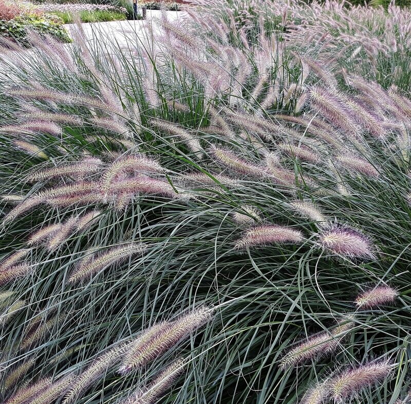 Pennisetum alopecuroides 'Hameln'