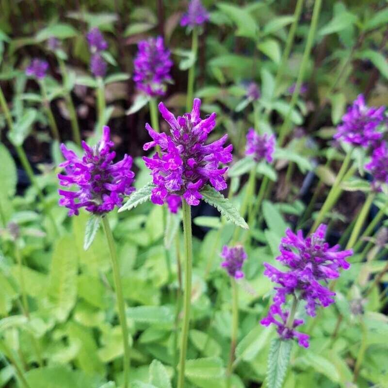 Stachys officinalis