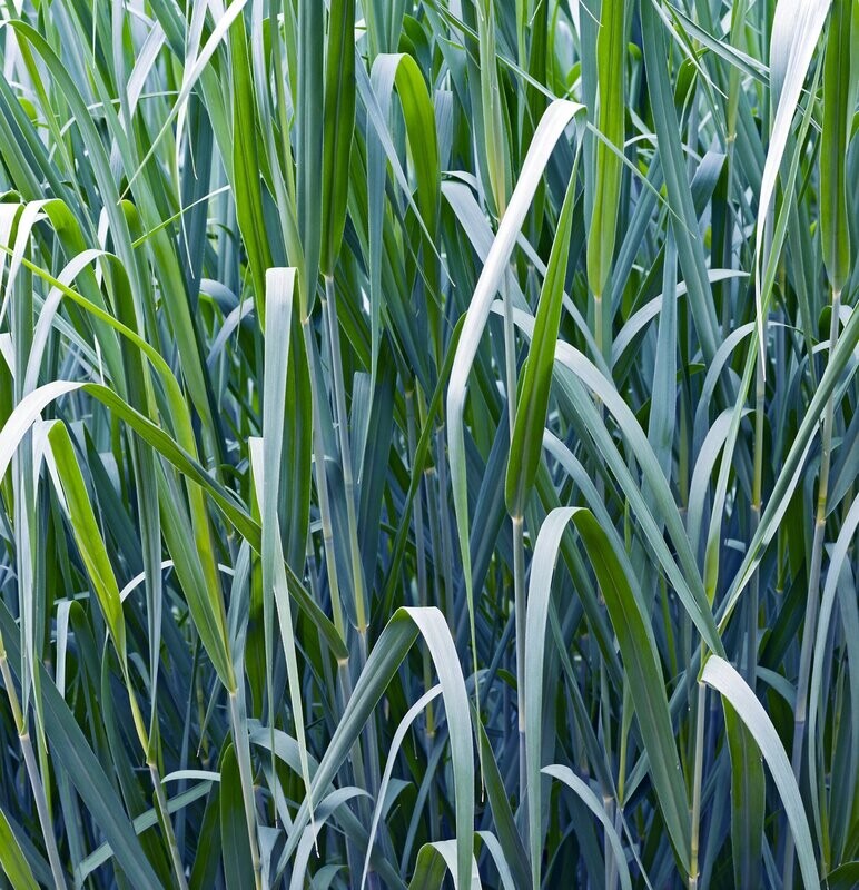 Panicum  virgatum 'Blue Giants'