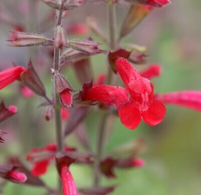 Salvia roemeriana 'Arriba'