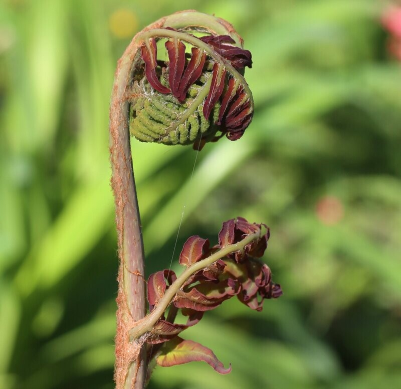 Osmunda regalis 'Purpurescens'