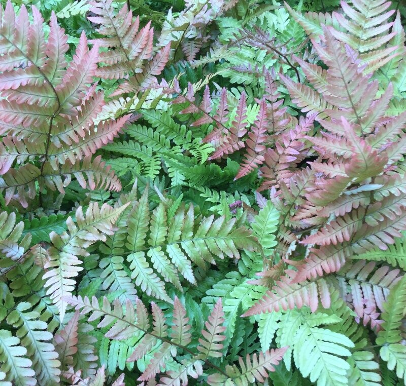 Dryopteris erythrosora