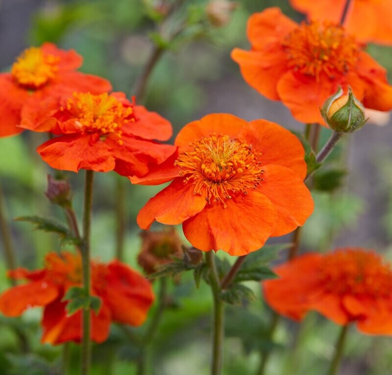 Geum coccineum 'Koi'