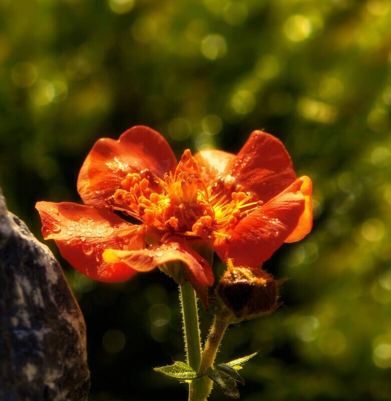 Geum 'Prinses juliana' Geum 'Prinses juliana'