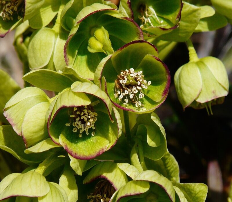 Helleborus foetidus Helleborus foetidus