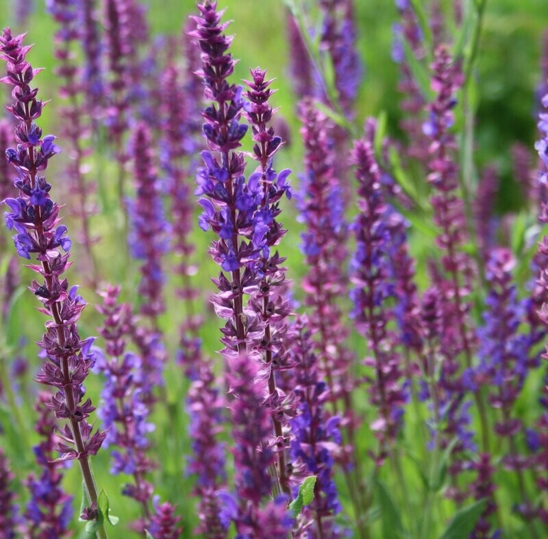 Salvia nemorosa 'Caradonna' Salvia nemorosa 'Caradonna'