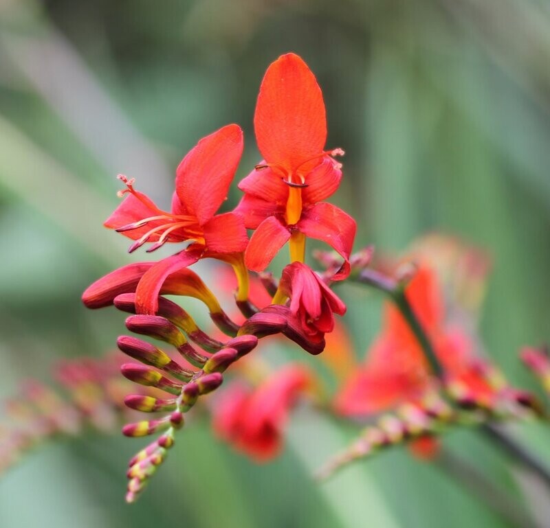 Crocosmia 'Lucifer'