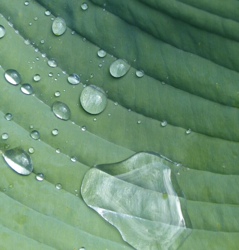 Hosta 'Big Daddy' Hosta 'Big Daddy'