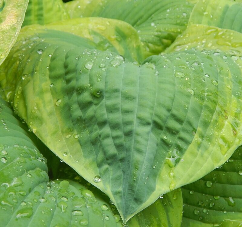 Hosta 'Wide Brim'