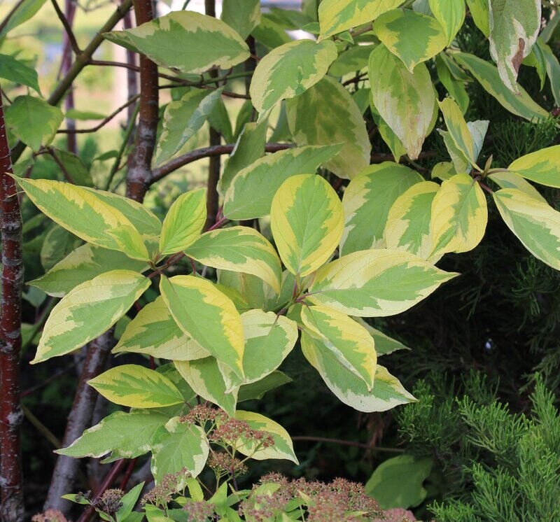 Cornus alba 'Gouchaultii'