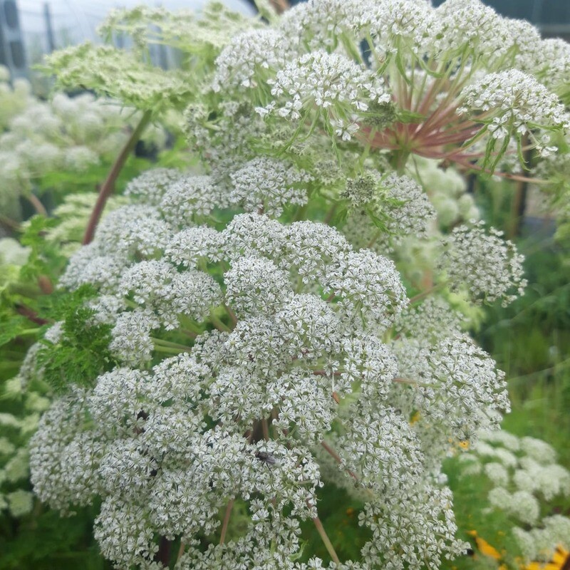 Selinum wallichianum