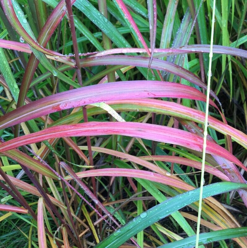 Miscanthus sinensis 'Navajo'