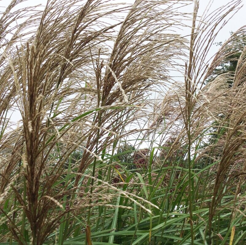 Miscanthus sinensis 'Silberfeder'