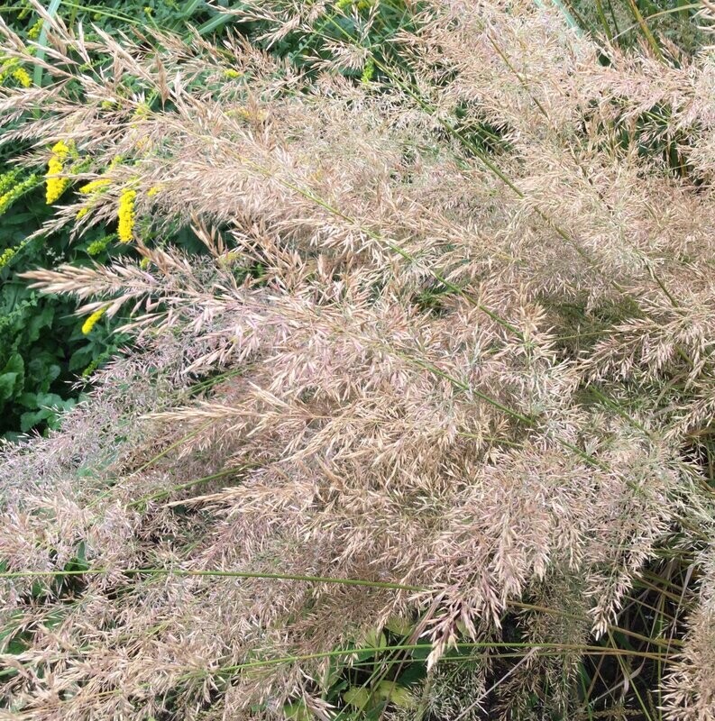 Calamagrostis Brachytria