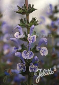 Salvia moorcroftiana x indica 'Shangri la' Salvia moorcroftiana x indica 'Shangri la'