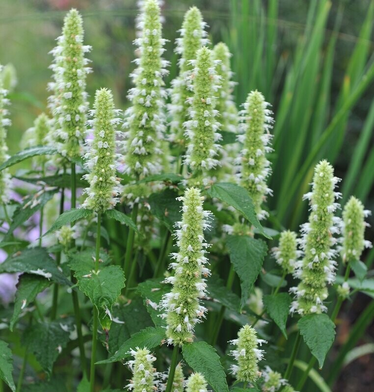 Agastache rugosa 'Liquorice White'