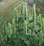 Agastache rugosa 'Liquorice White'