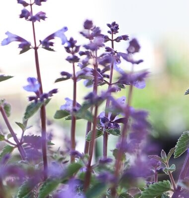 Nepeta racemosa 'Mussinii'