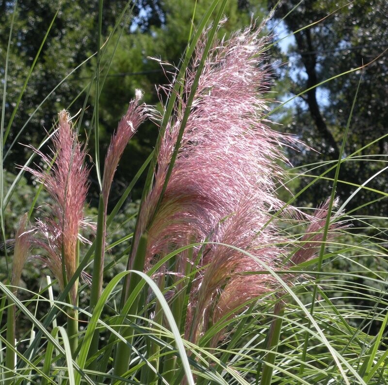 Cortaderia selloana 'Rosea'