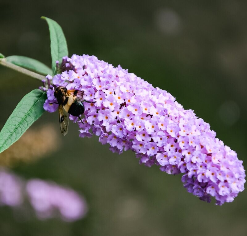 Buddleia 'Pink delight'