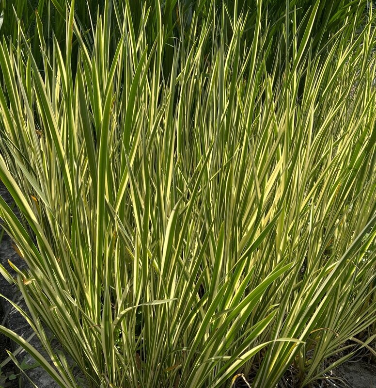 Acorus calamus variegatus
