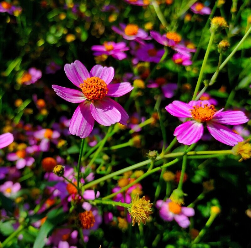 Coreopsis rosea 'American Dream'