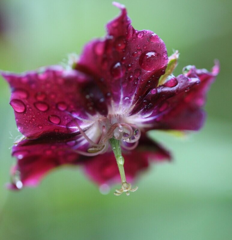 Geranium phaeum 'Samobor'