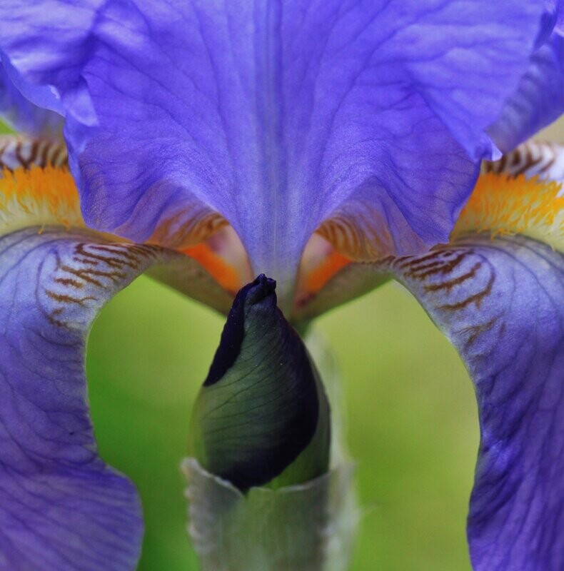 Iris sibirica 'Papillon'