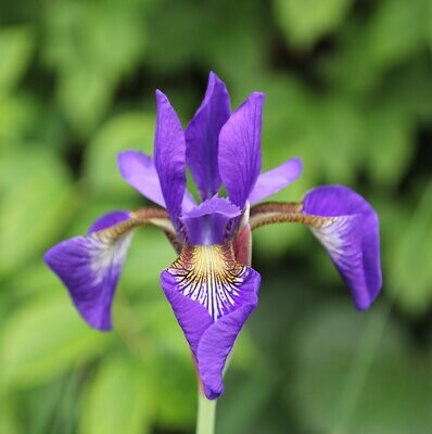 Iris sibirica 'Caesers Brother'