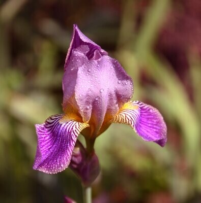 Iris sibirica 'Melton Red Flare'