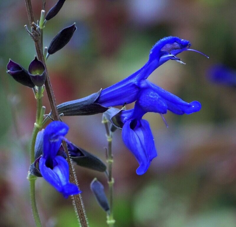 Salvia guaranitica 'Black and Blue' Salvia guaranitica 'Black and Blue'
