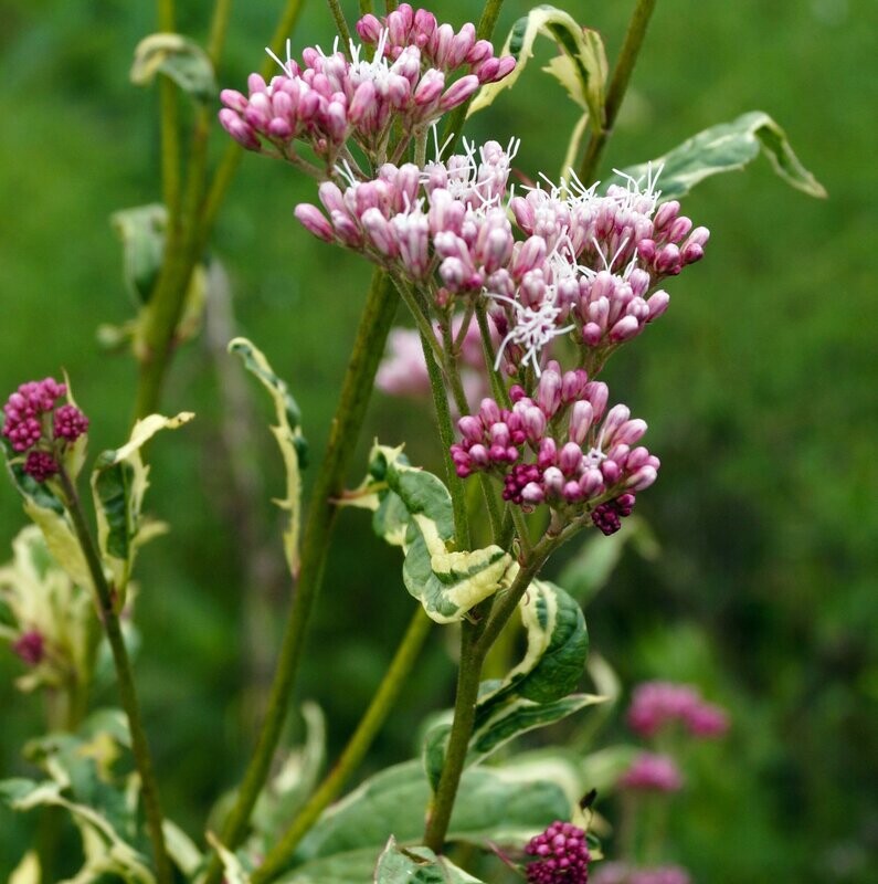 Eupatorium fistulosum 'Pink Elegance'