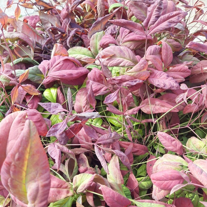 Nandina domestica 'Blush Pink'