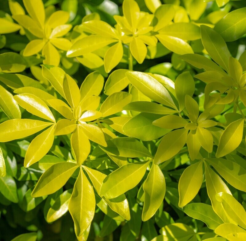 Choisya ternata 'Sundance'
