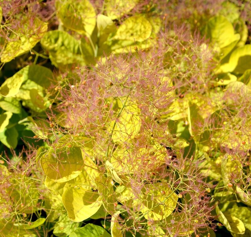 Cotinus cogyggria 'Golden Spirit'