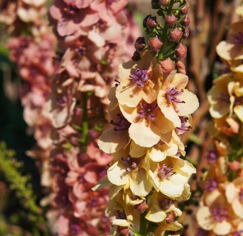Verbascum 'Helen Johnson'