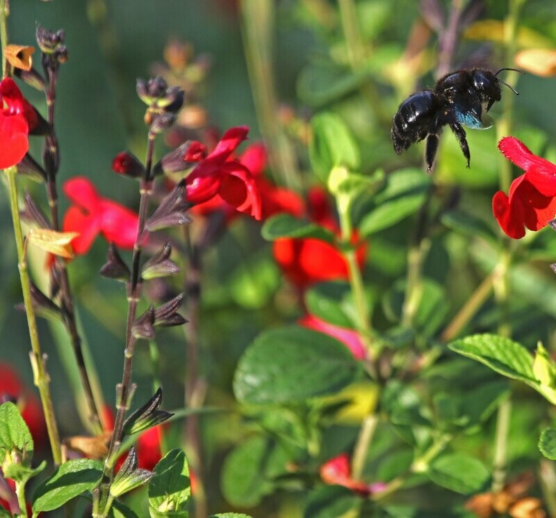 Salvia 'Royal Bumble'