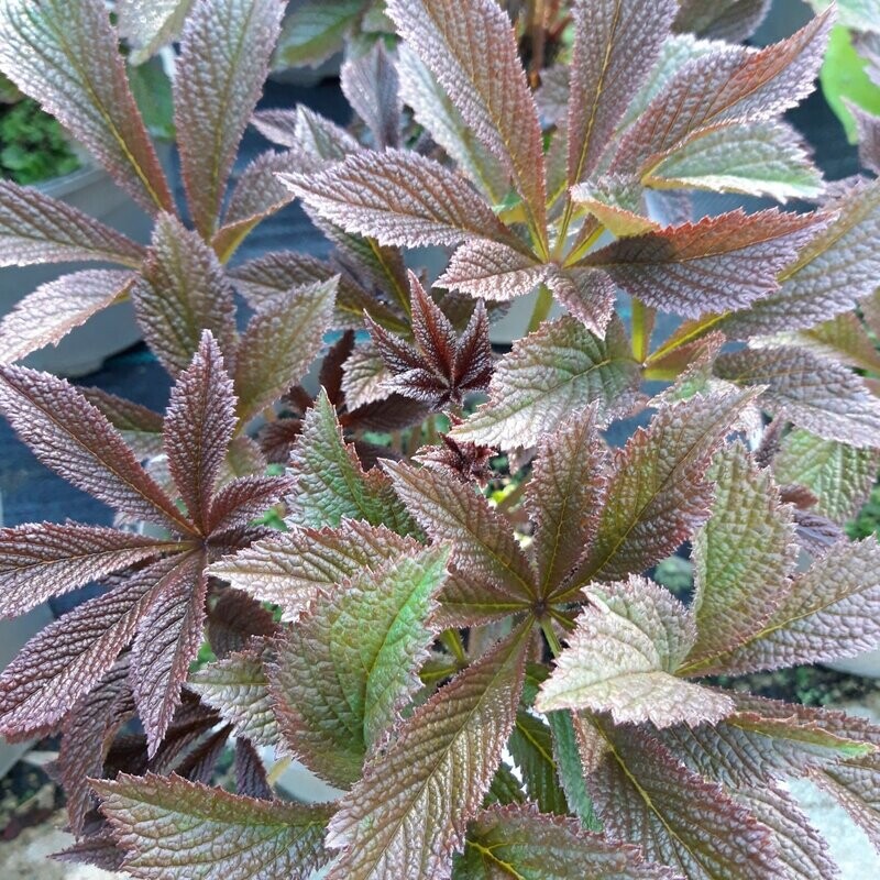 Rodgersia 'Chocolate wing' Rodgersia 'Chocolate wing'