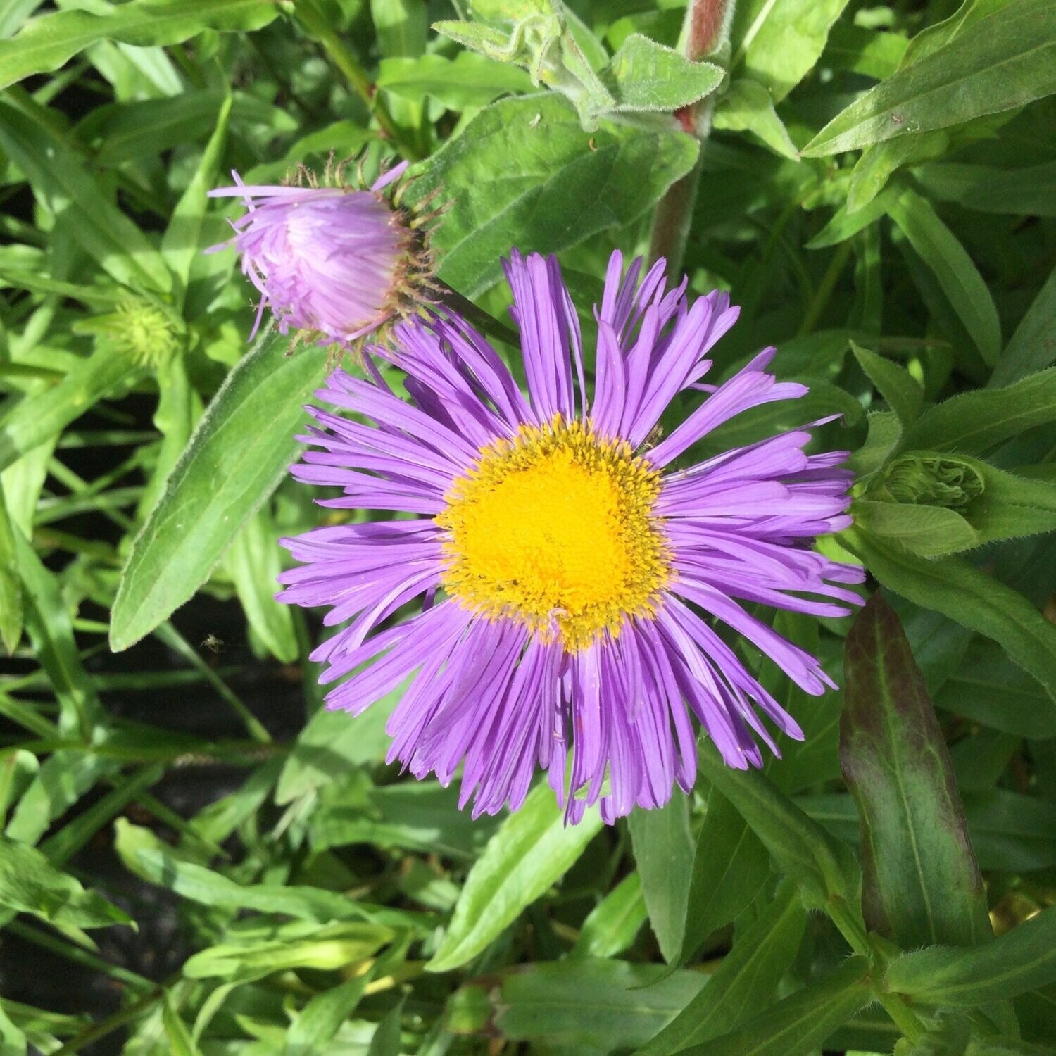 Erigeron 'Azure Fairy'