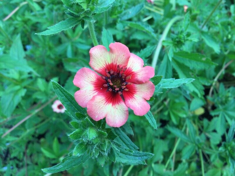 Potentilla 'Miss Willmott'