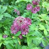 Astrantia major 'Gill Richardson Group'