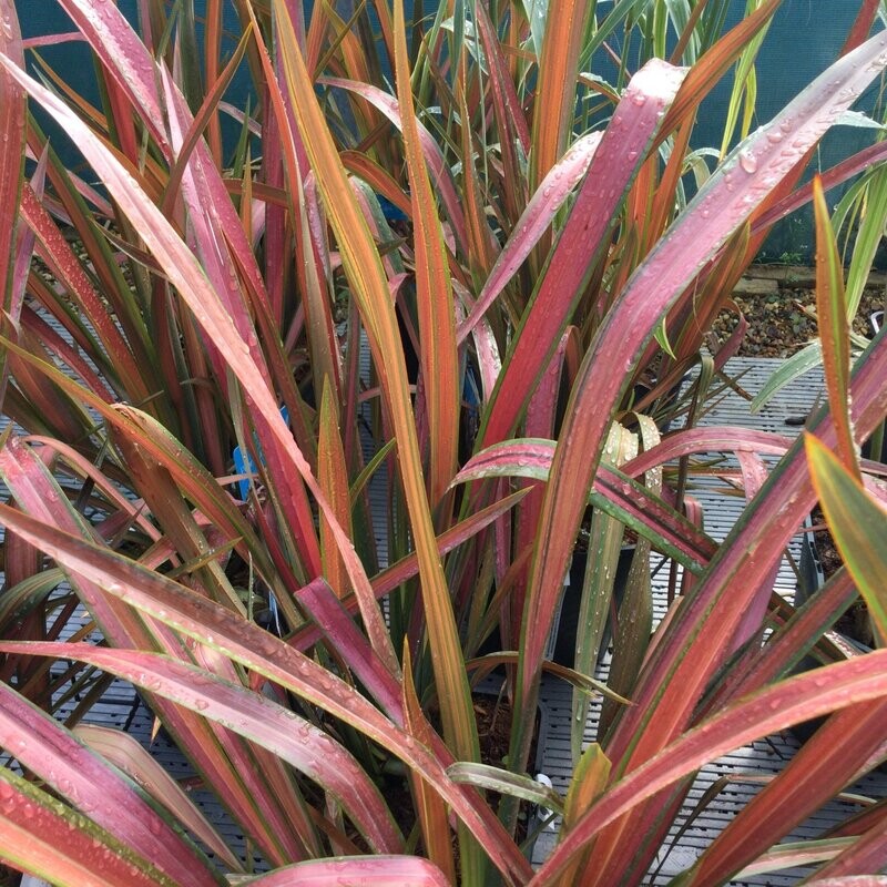 Phormium tenax 'Jester'
