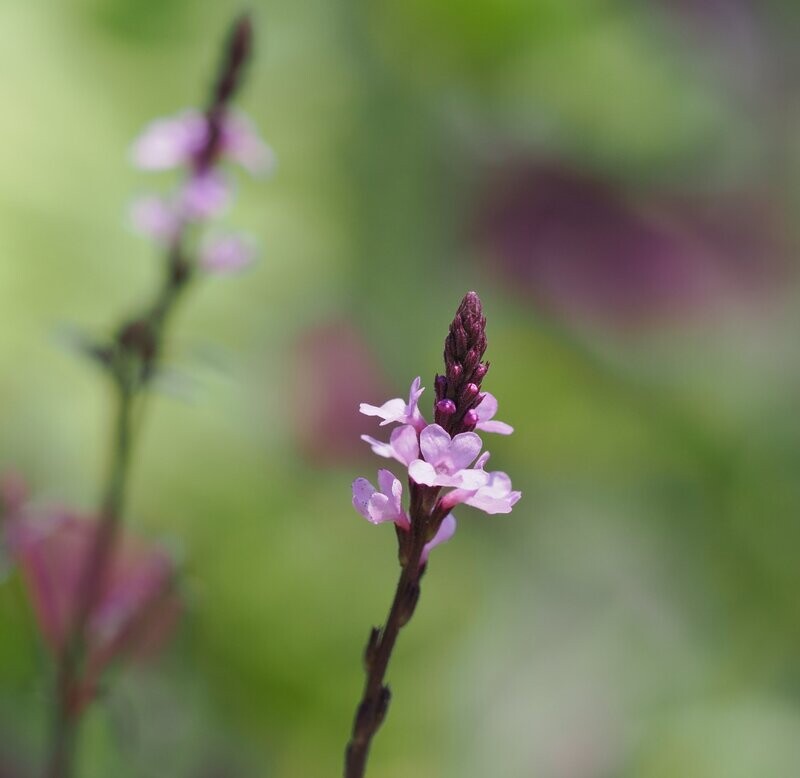Verbena grandiflora 'Bampton'