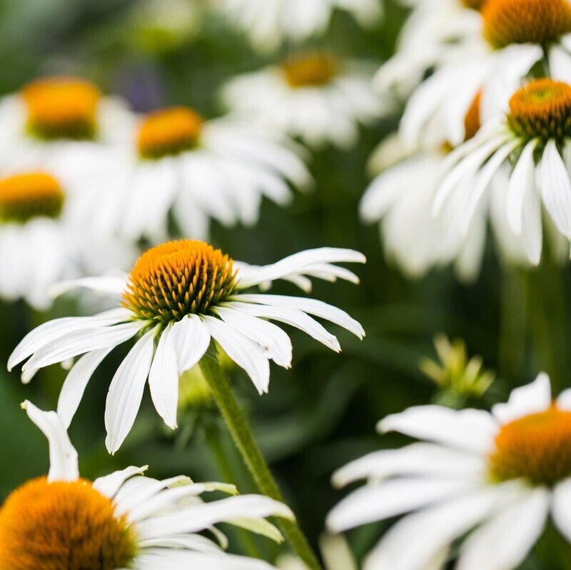 Echinacea 'White Swan'