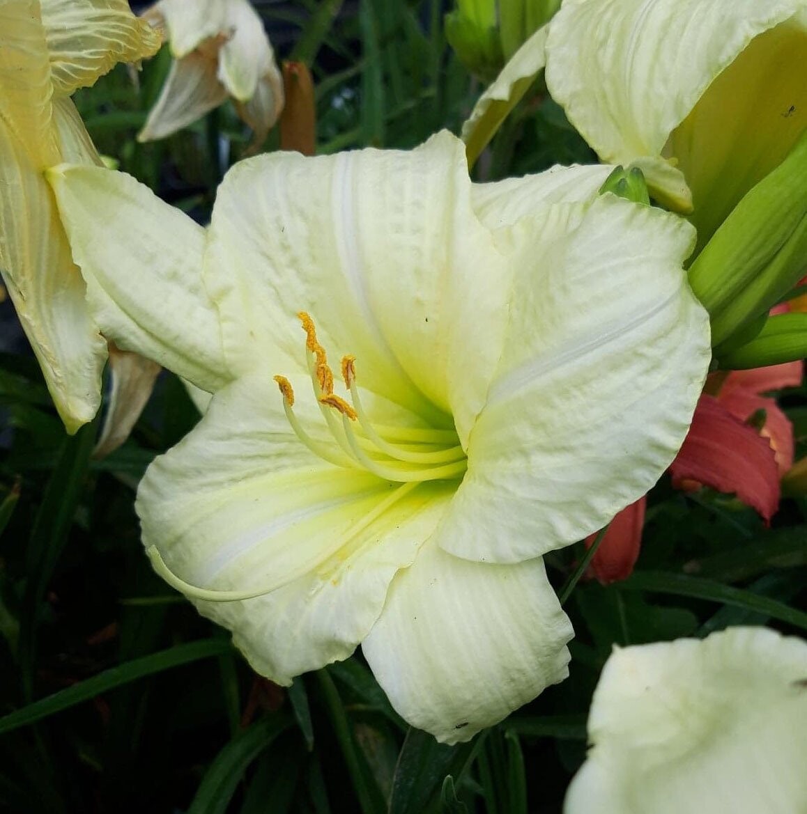 Hemerocallis 'Joan Senior'