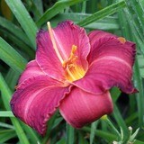 Hemerocallis 'Little Wine Cup'