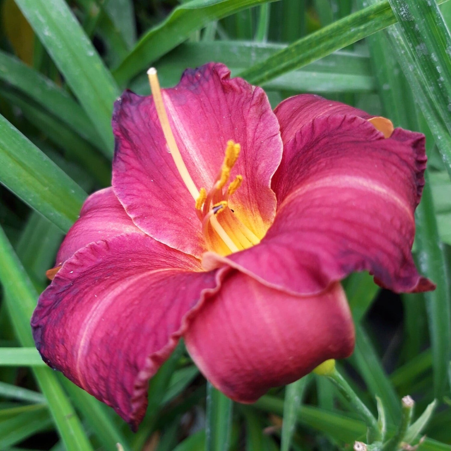 Hemerocallis ‘Little Wine Cup’